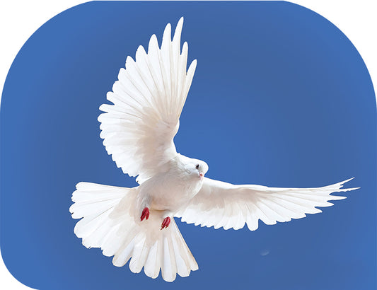 Kaufen Sie 1 Erhalten Sie 1 GRATIS - Taube (Heiliger Geist) Himmlisches Blau - Bedruckte Habotai-Seidenflügelflaggen Wxl-Federkiel